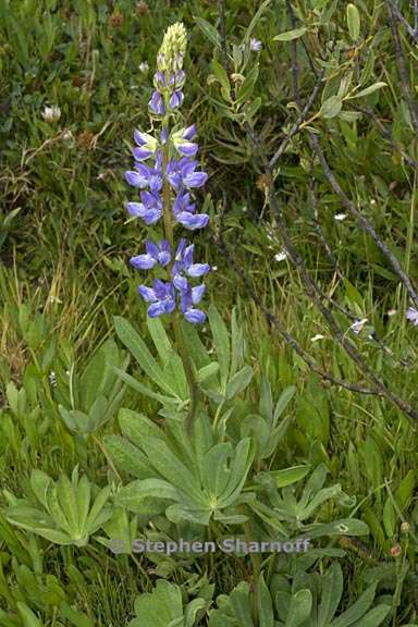 lupinus polyphyllus var burkei 4 graphic